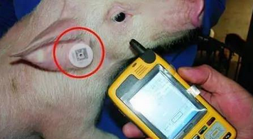 畜牧防偽小衛士：二維碼耳標激光打標技術